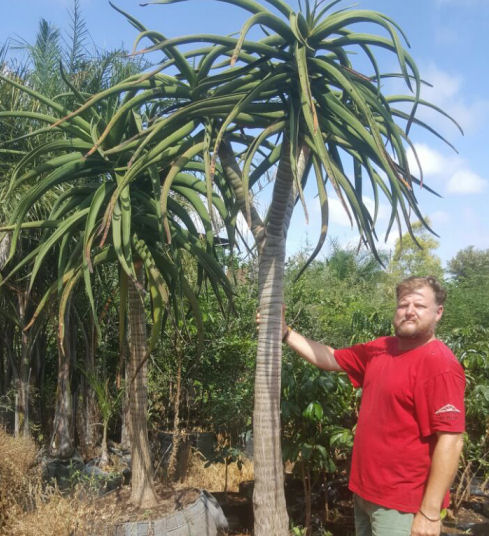 KALAHARI APPLE LEAF