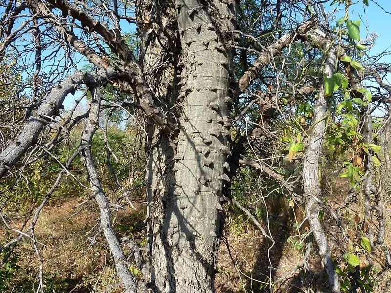 KNOB THORN