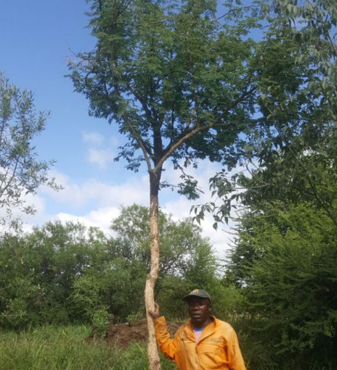 WILD SYRINGA